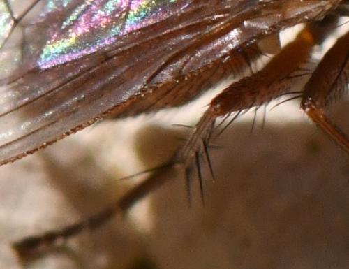 Réf. 300 650 : Lispocephala brachialis